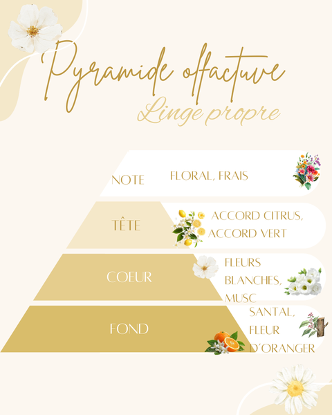 Pyramide olfactive