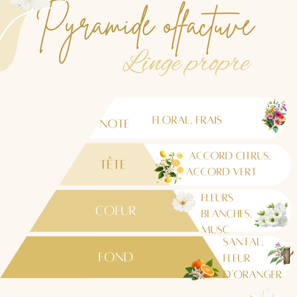 Pyramide olfactive