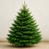 sapin