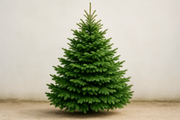 Sapin